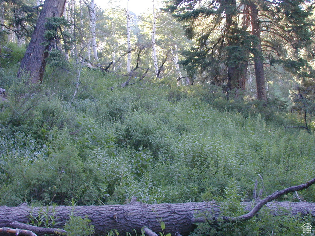 Photo #9