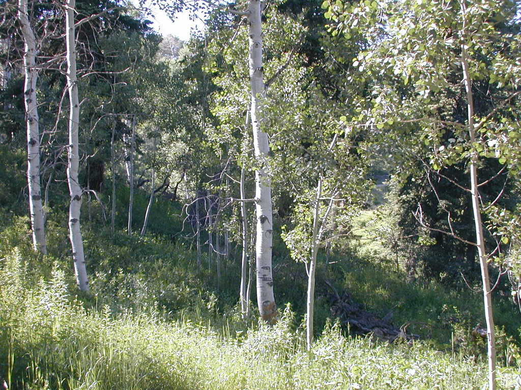 Photo #7