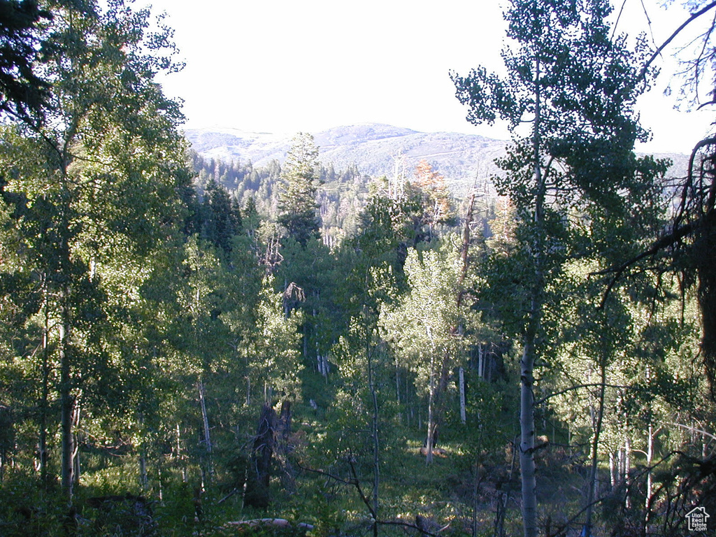 Photo #8