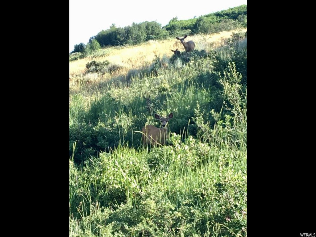 #88, Huntsville, UT 84317