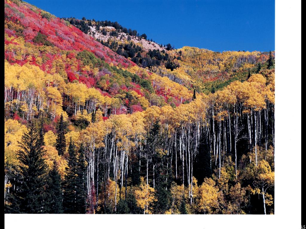 #55, Fairview, UT 84629