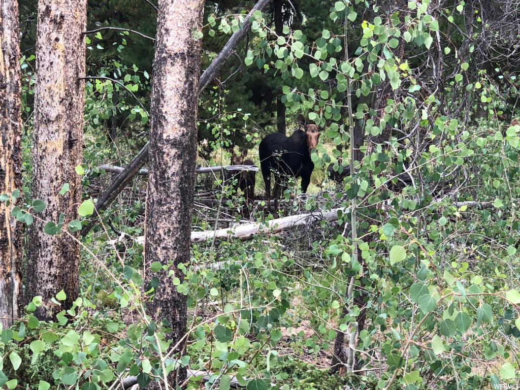1 Forest58, Kamas, UT 84036