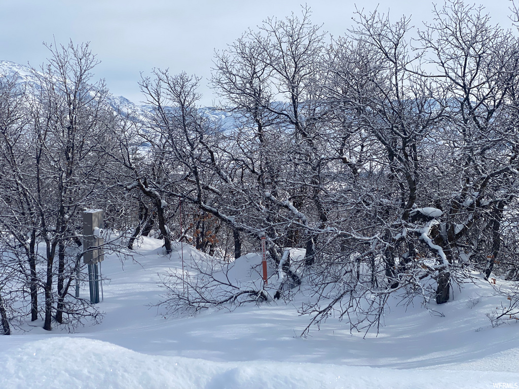 view of local wilderness