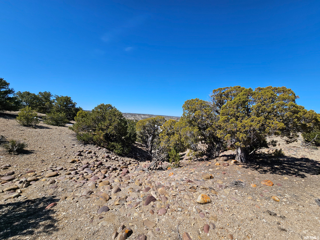 view of local wilderness