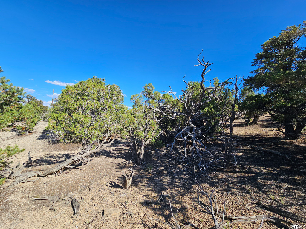 View of local wilderness