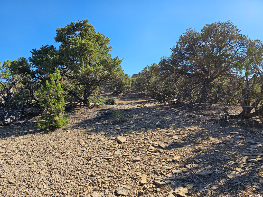 View of local wilderness