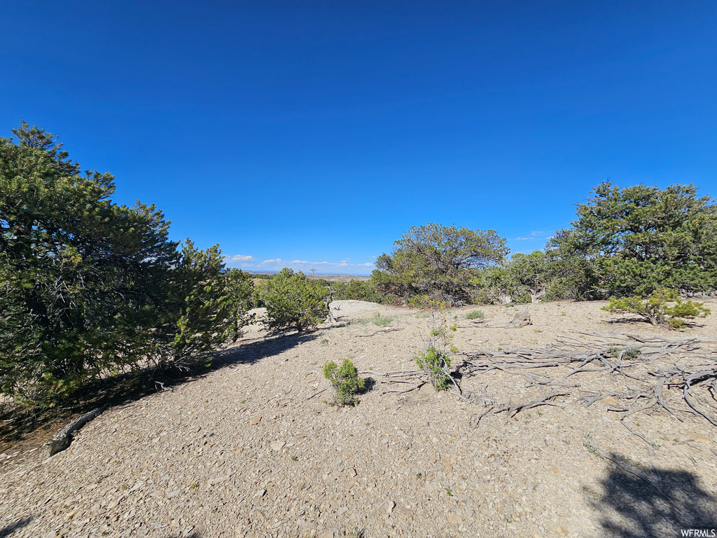 View of local wilderness