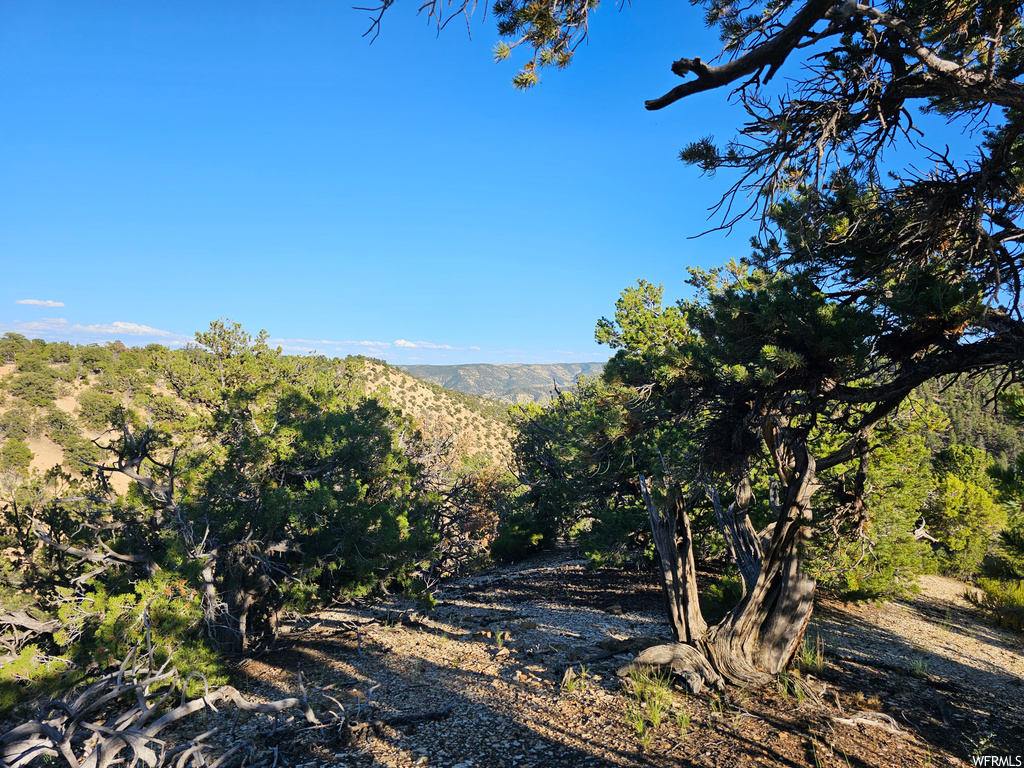 View of local wilderness with a mountain view