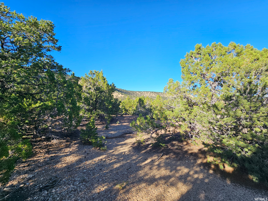 View of local wilderness