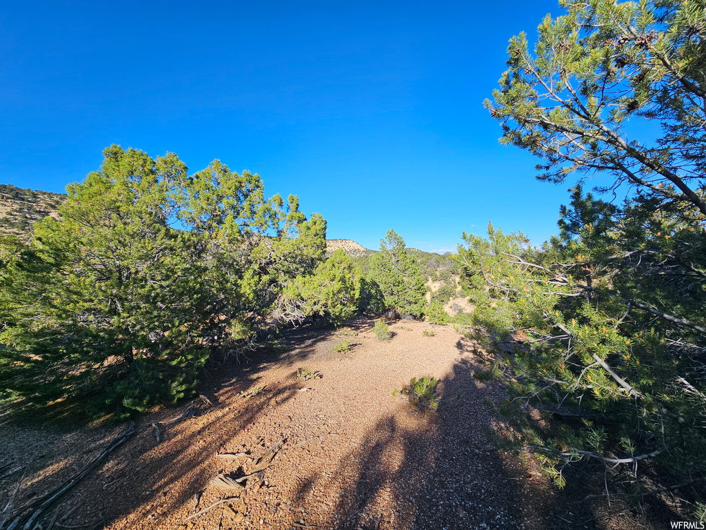 View of local wilderness