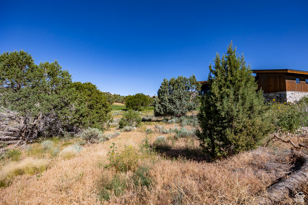 View of local wilderness