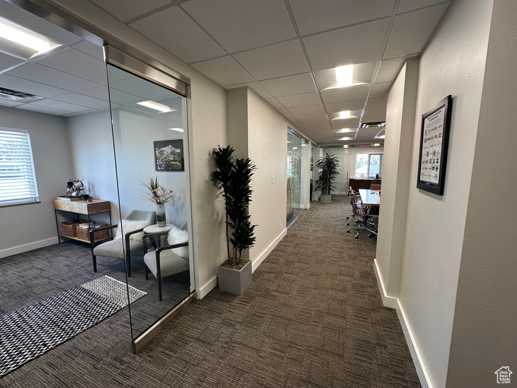 Hall featuring a drop ceiling, dark colored carpet, and a healthy amount of sunlight