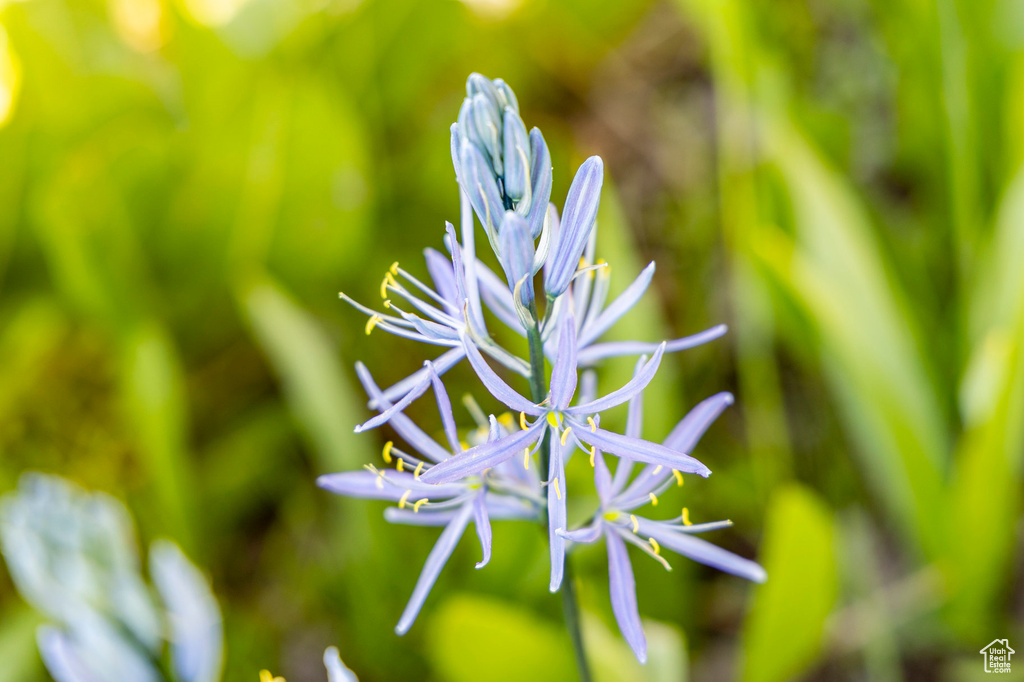 9029  QUAIL RIDGE LN Park City, UT 84098