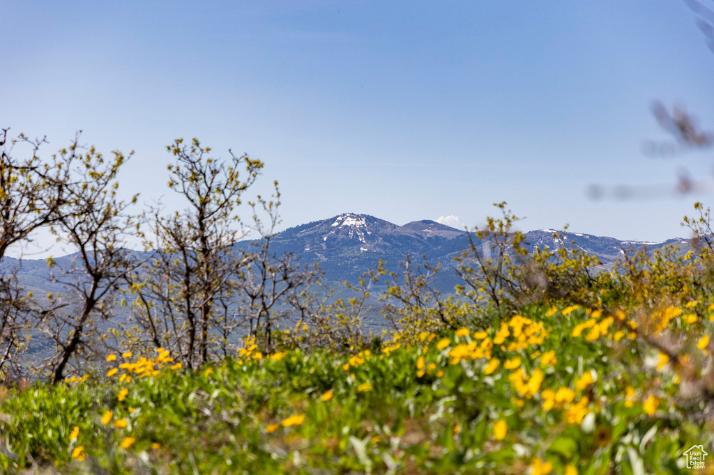 Mountain view