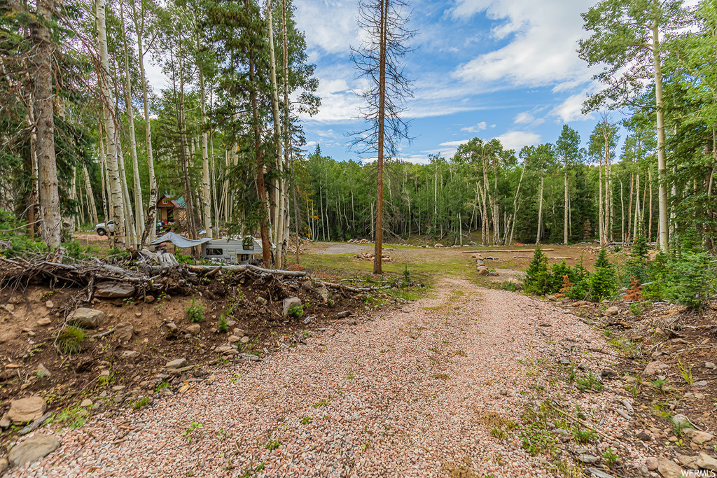 View of local wilderness