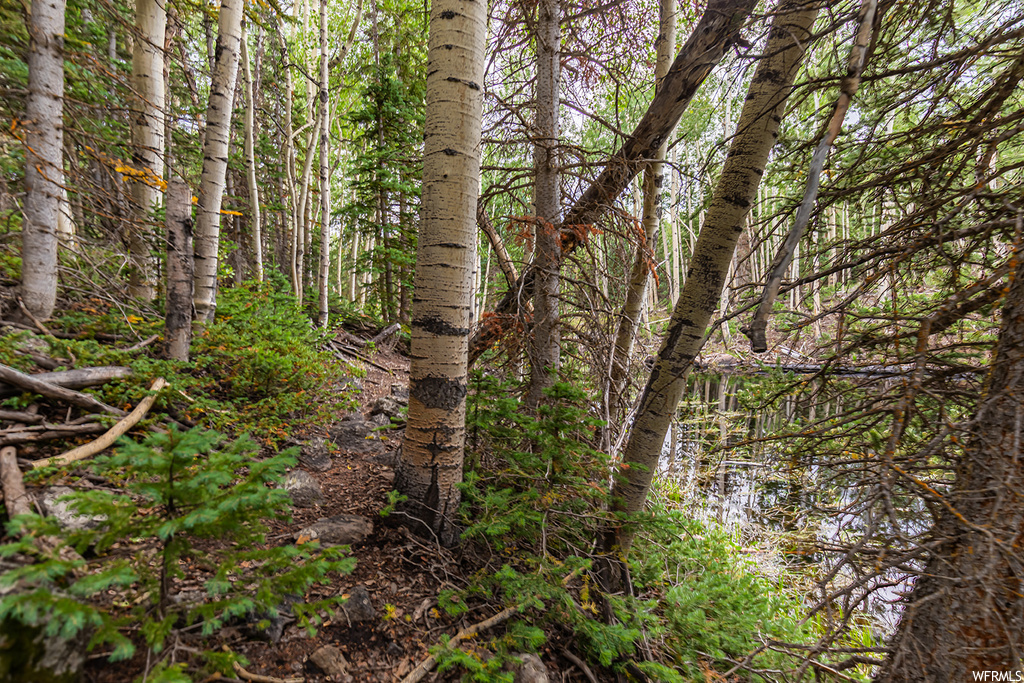 View of local wilderness