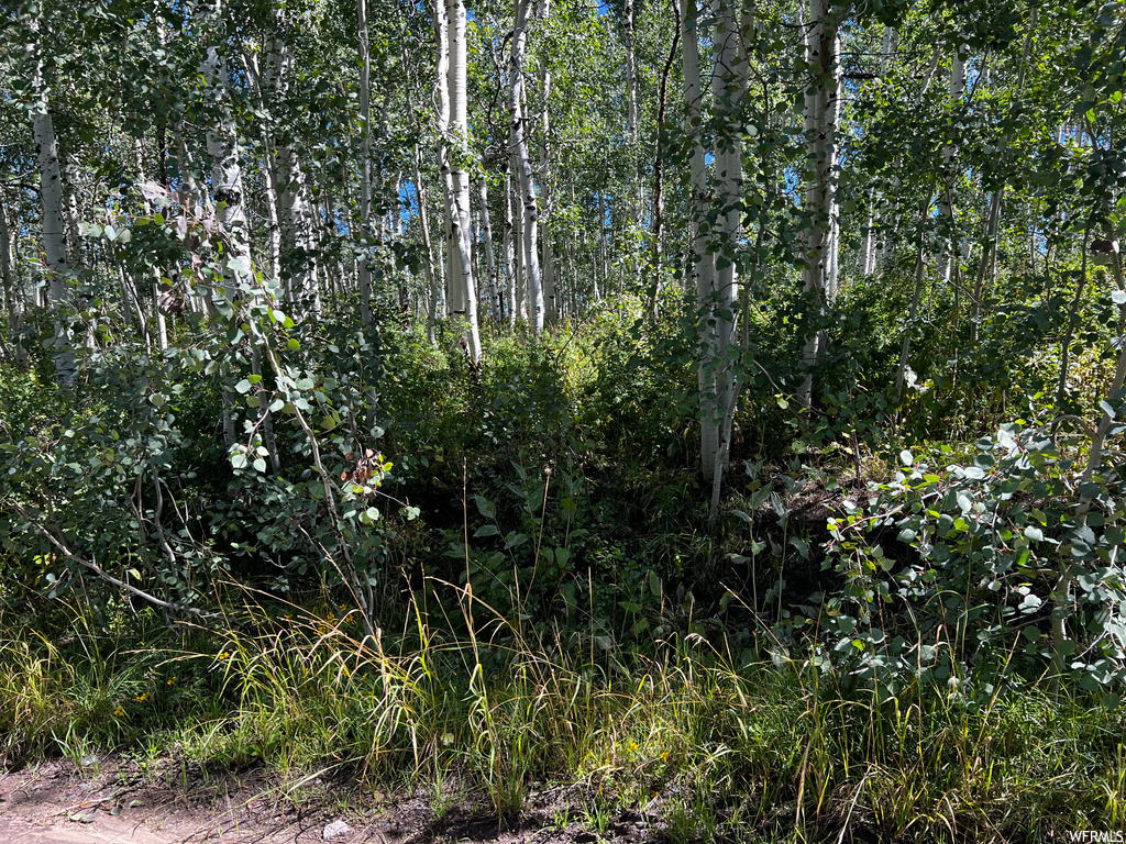 View of local wilderness
