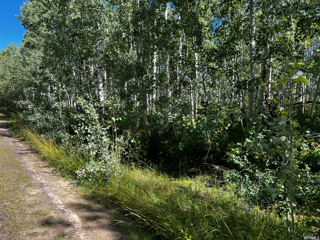 View of local wilderness