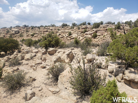 View of local wilderness