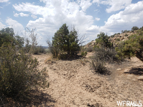 View of local wilderness