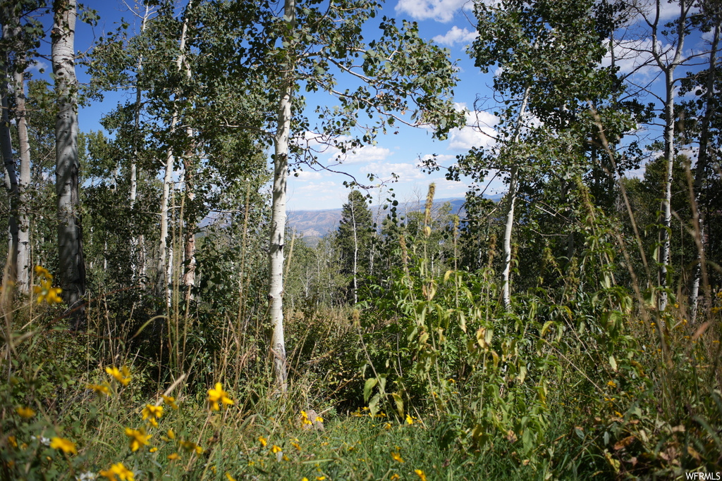View of local wilderness
