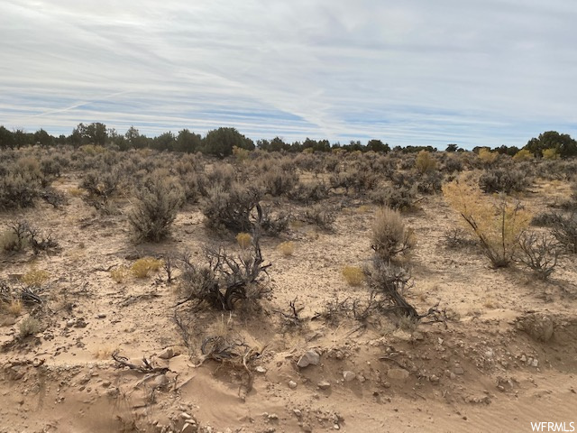 View of local wilderness