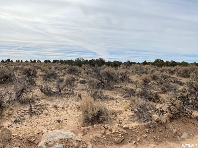 View of local wilderness