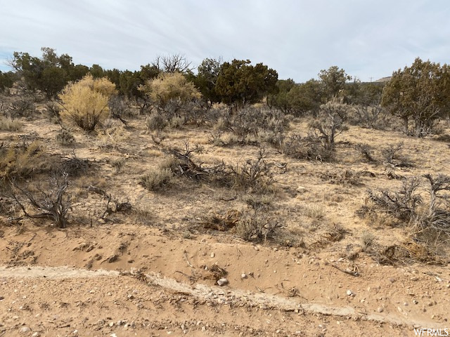 View of local wilderness