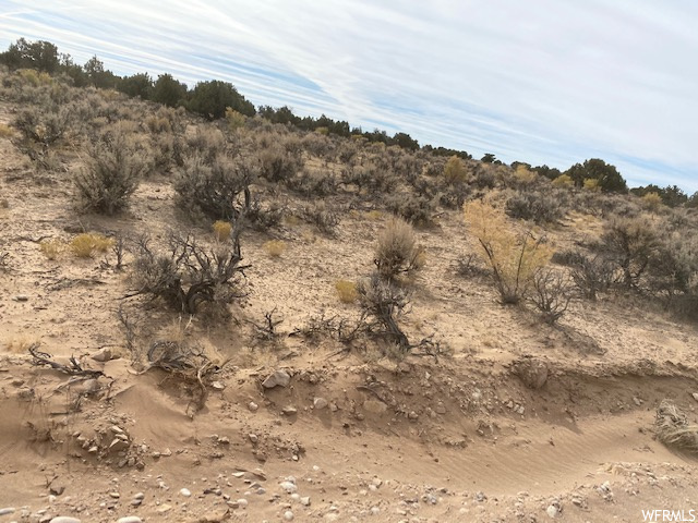 View of local wilderness