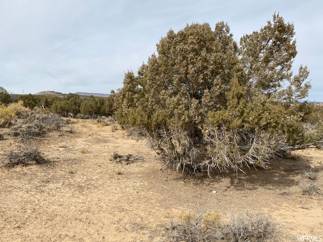 View of local wilderness