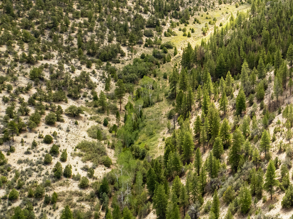 View of bird's eye view