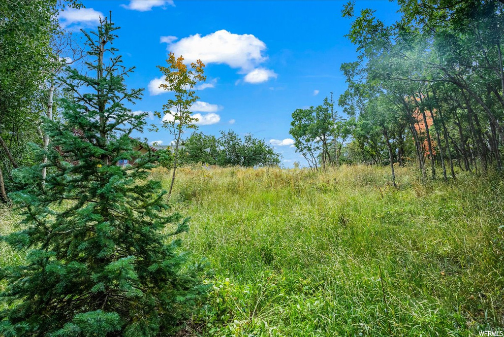 View of local wilderness