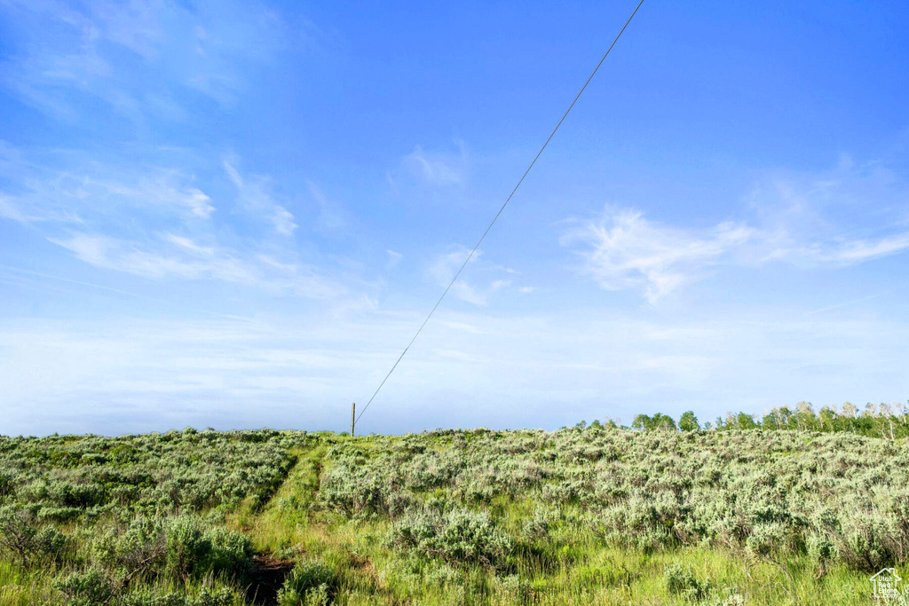 View of local wilderness