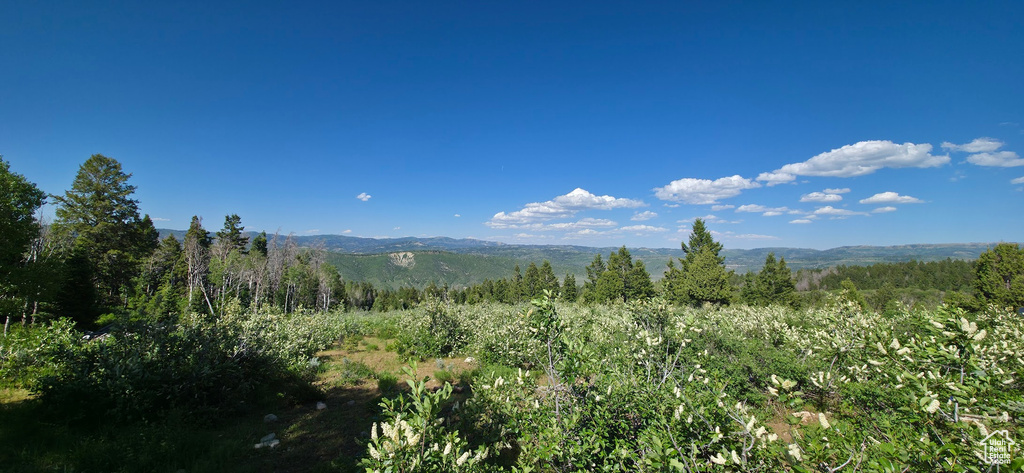 View of mountain backdrop with a heavily wooded area