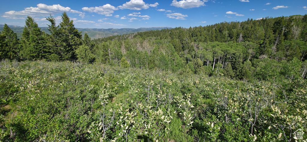 Mountain view featuring a forest
