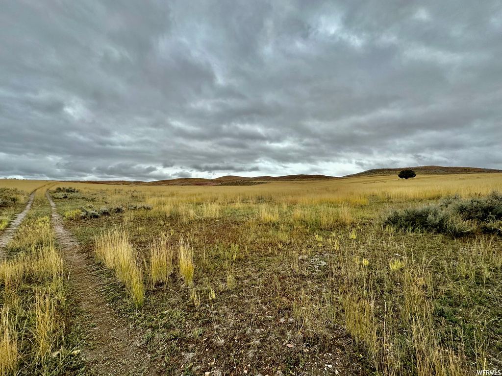 View of local wilderness