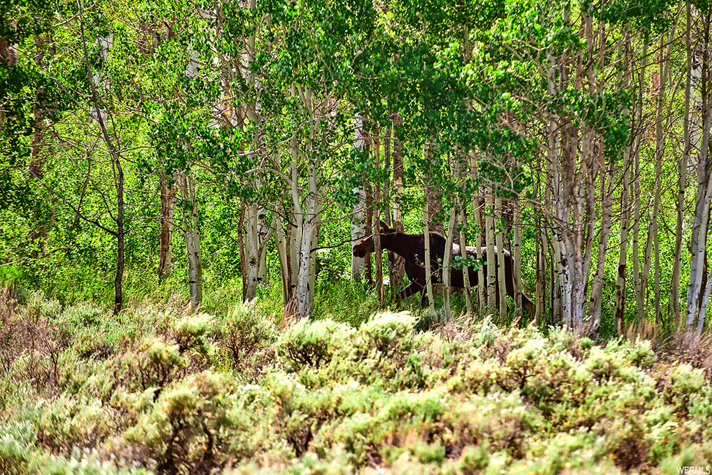 View of local wilderness