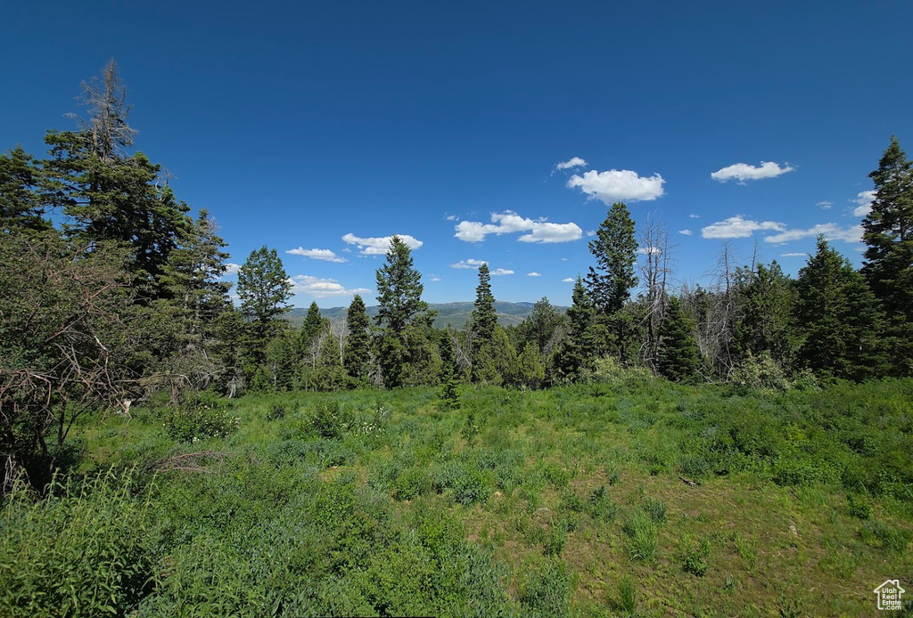 View of tree filled area