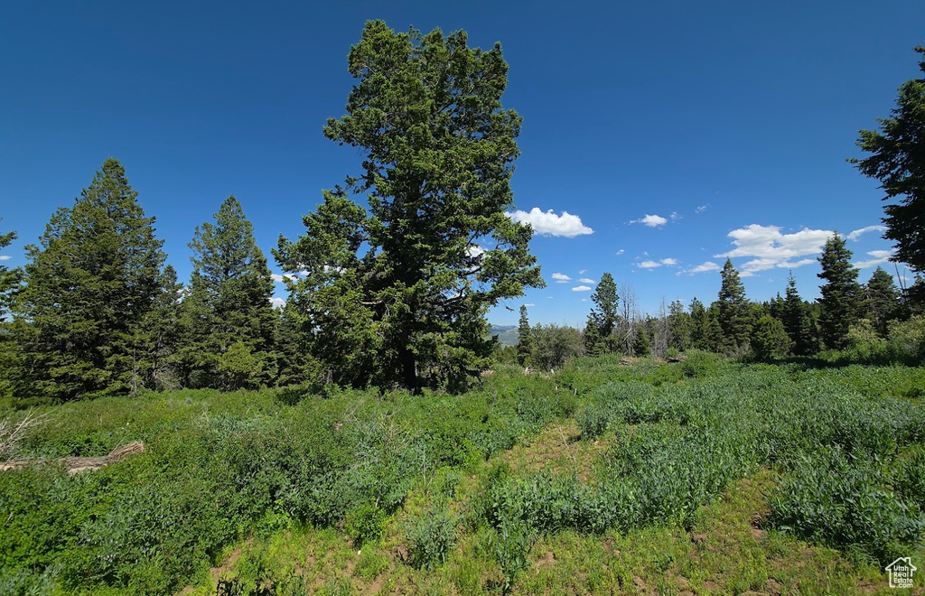 View of woods