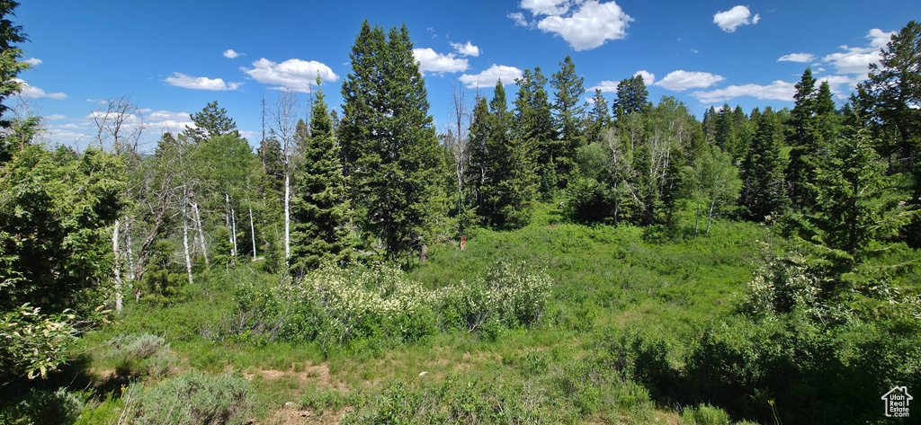 View of tree filled area