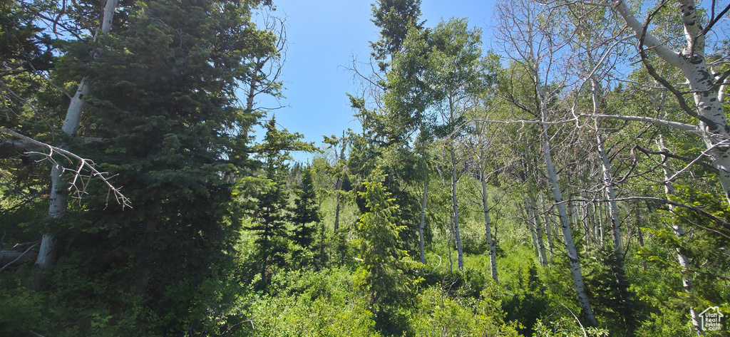 View of tree filled area