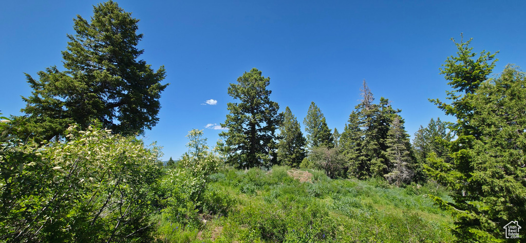 View of nature