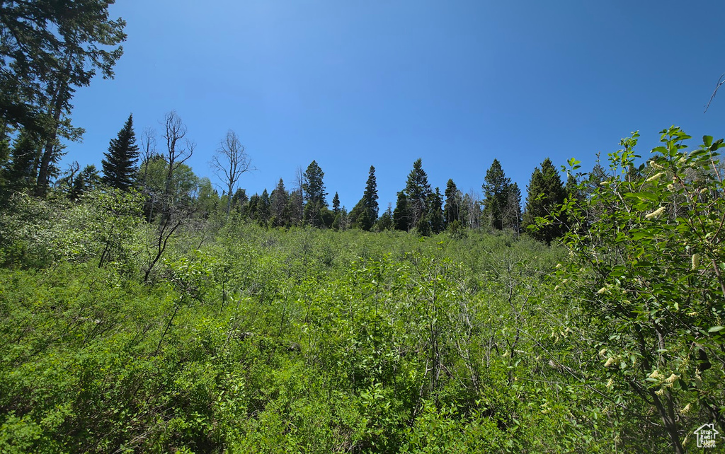 View of wooded area