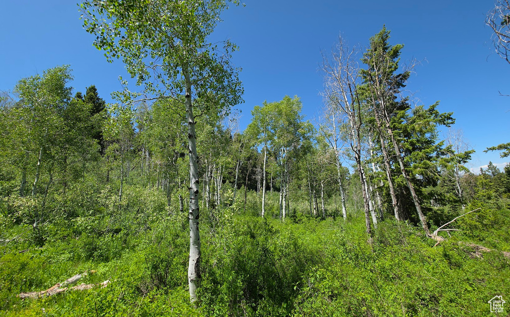 View of woods