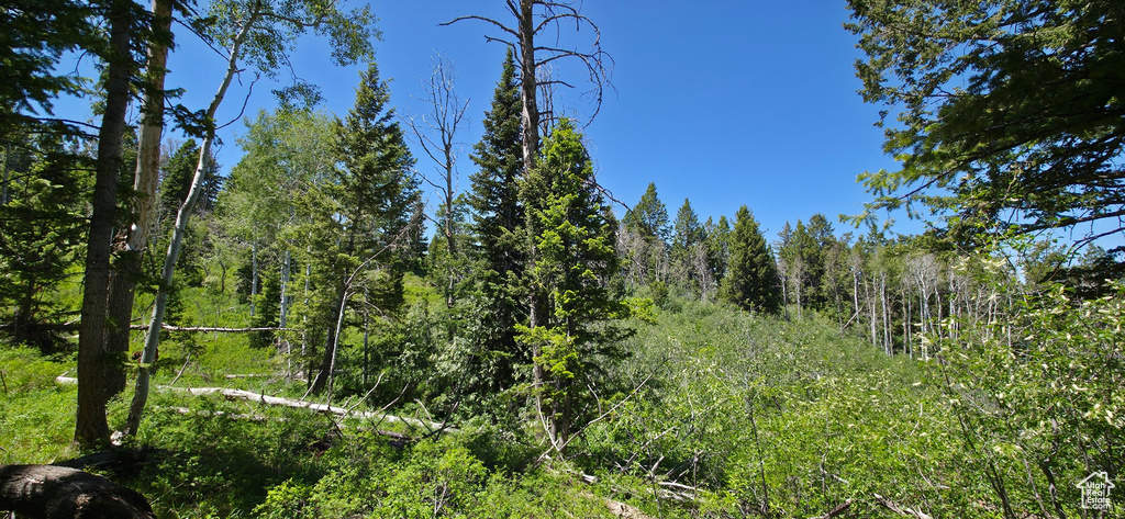 View of tree filled area