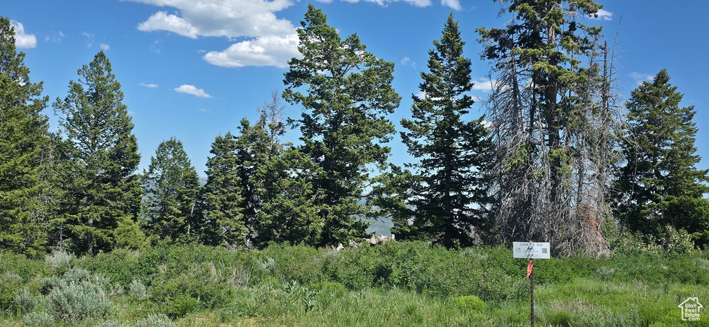 View of local wilderness