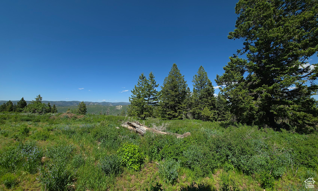 View of local wilderness