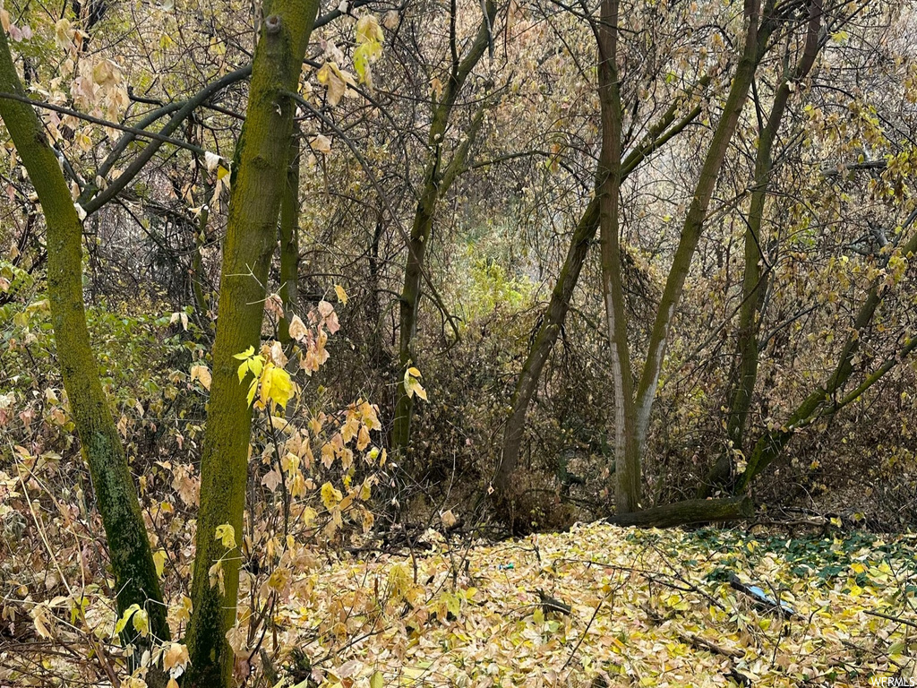 View of local wilderness