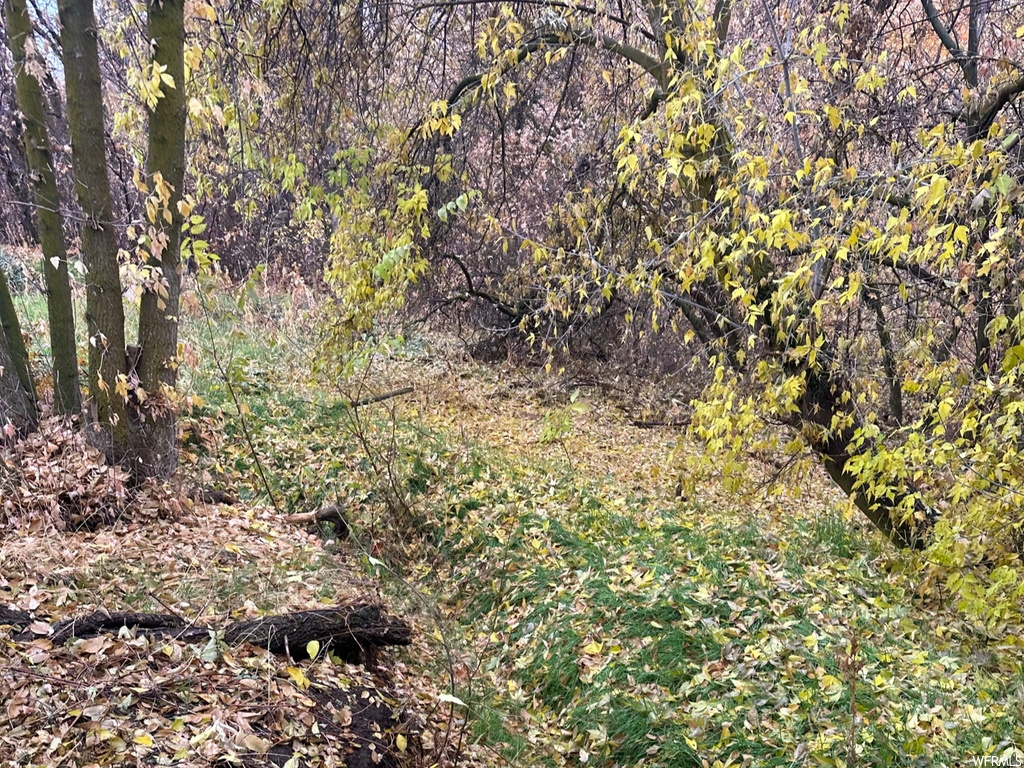 View of local wilderness