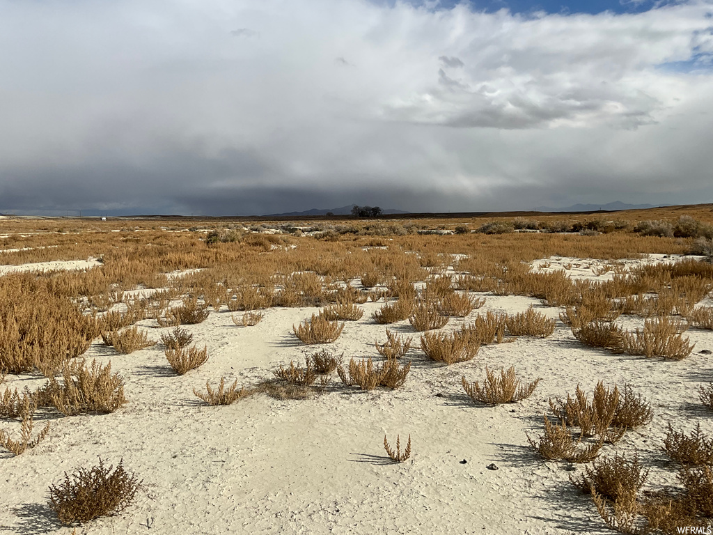 View of local wilderness